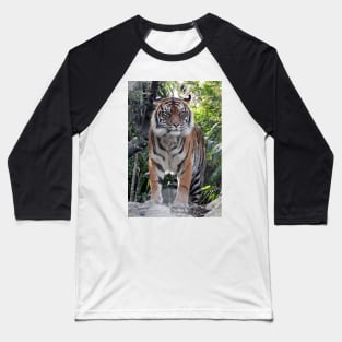 Sumatran Tiger Baseball T-Shirt